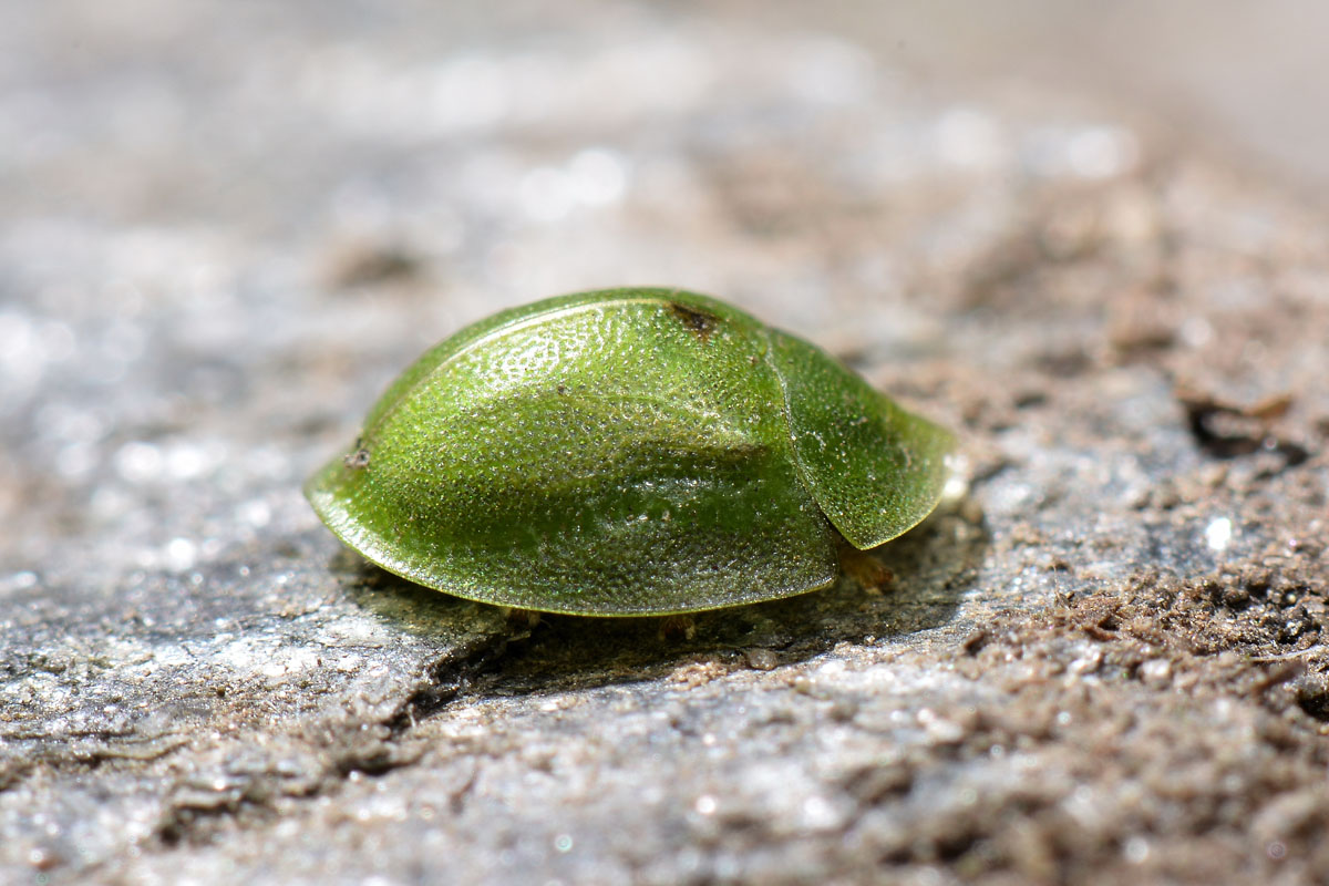 Chrysomelidae: Cassida hemisphaerica?....Cassida cfr. hemisphaerica